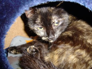 Tortoiseshell-Cat