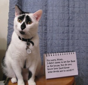 CAT SHAME w.Words