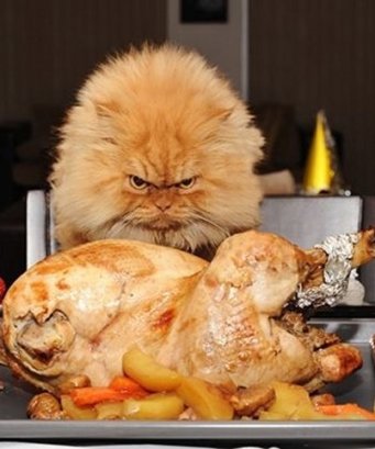 CAT THANKSGIVING